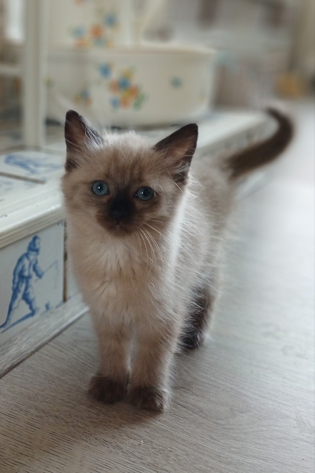 Mink en traditionele Ragdoll kittens, Dieren en Toebehoren, Meerdere dieren, Gechipt, 0 tot 2 jaar