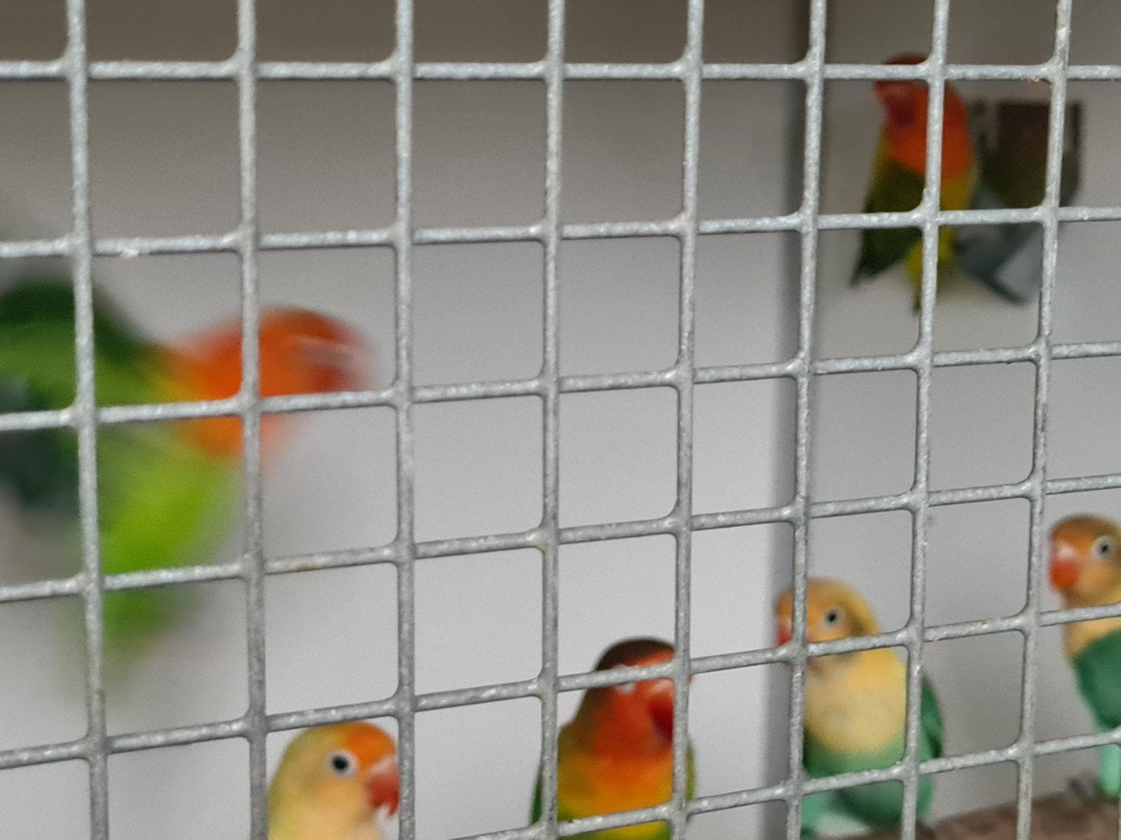 Twee yellow face opaline, Dieren en Toebehoren, Vogels | Kanaries, Mannelijk