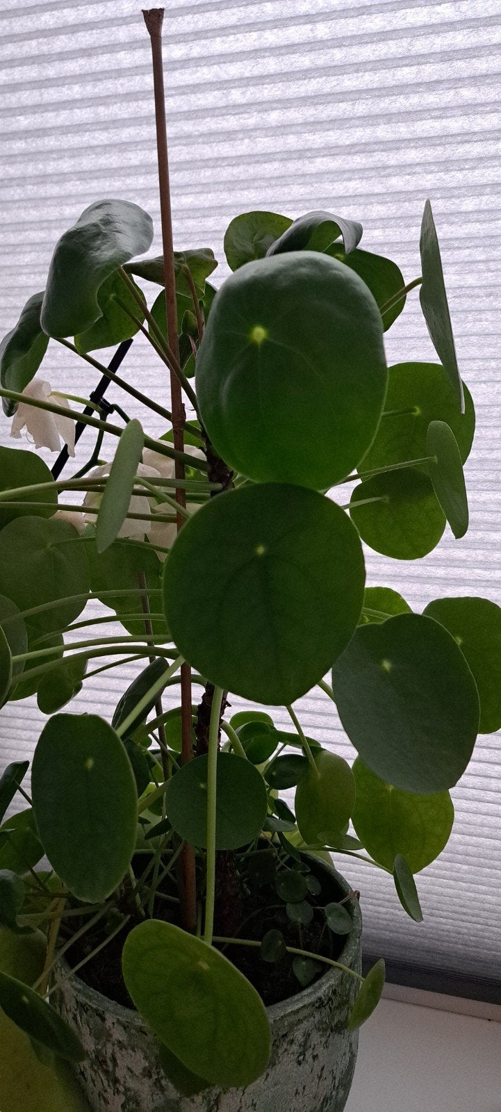 Pannenkoekenplant (Pilea Peperomioides) stekjes, Overige soorten, Vaste plant, Ophalen of Verzenden, Bloeit niet