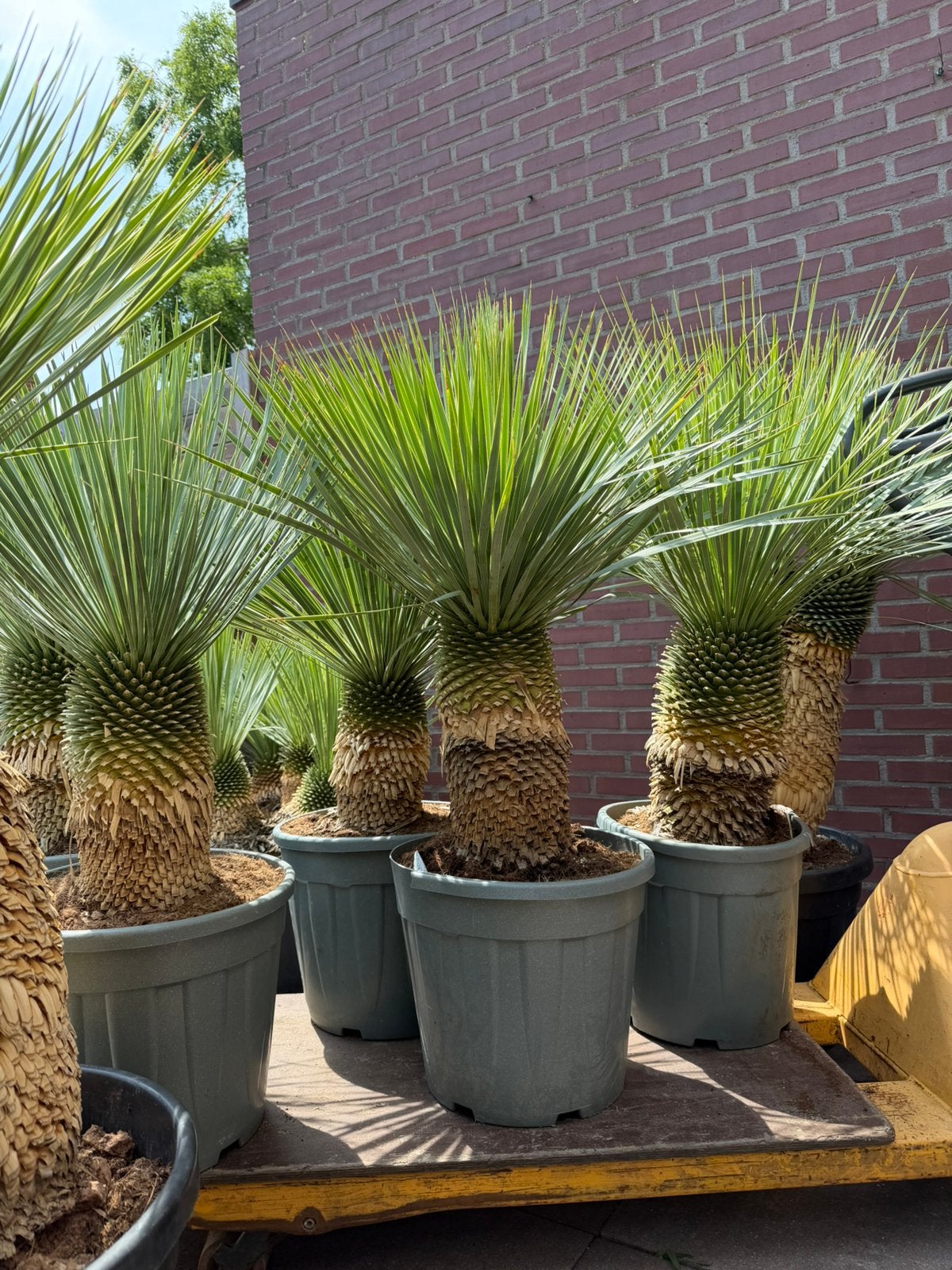 Actie! Yucca rostrata op stam 110/120cm, Tuin en Terras, Planten | Bomen, Ophalen of Verzenden, Volle zon, Overige soorten, 100 tot 250 cm