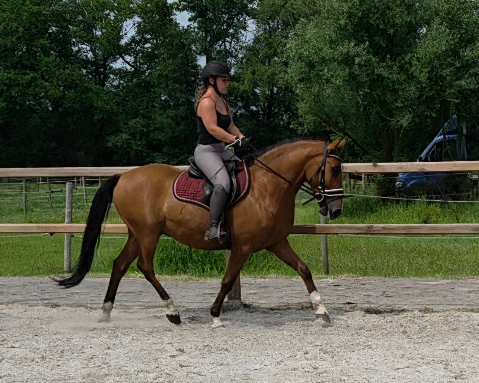 ZEER LEUKE GROTE STEVIGE D PONY!!, Ruin, B, D pony (1.37m tot 1.48m), 3 tot 6 jaar