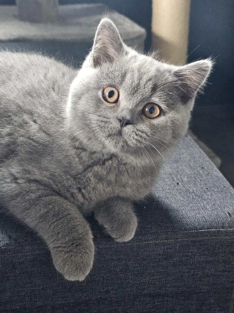 Britse korthaar kittens, Meerdere dieren, Ontwormd, 0 tot 2 jaar