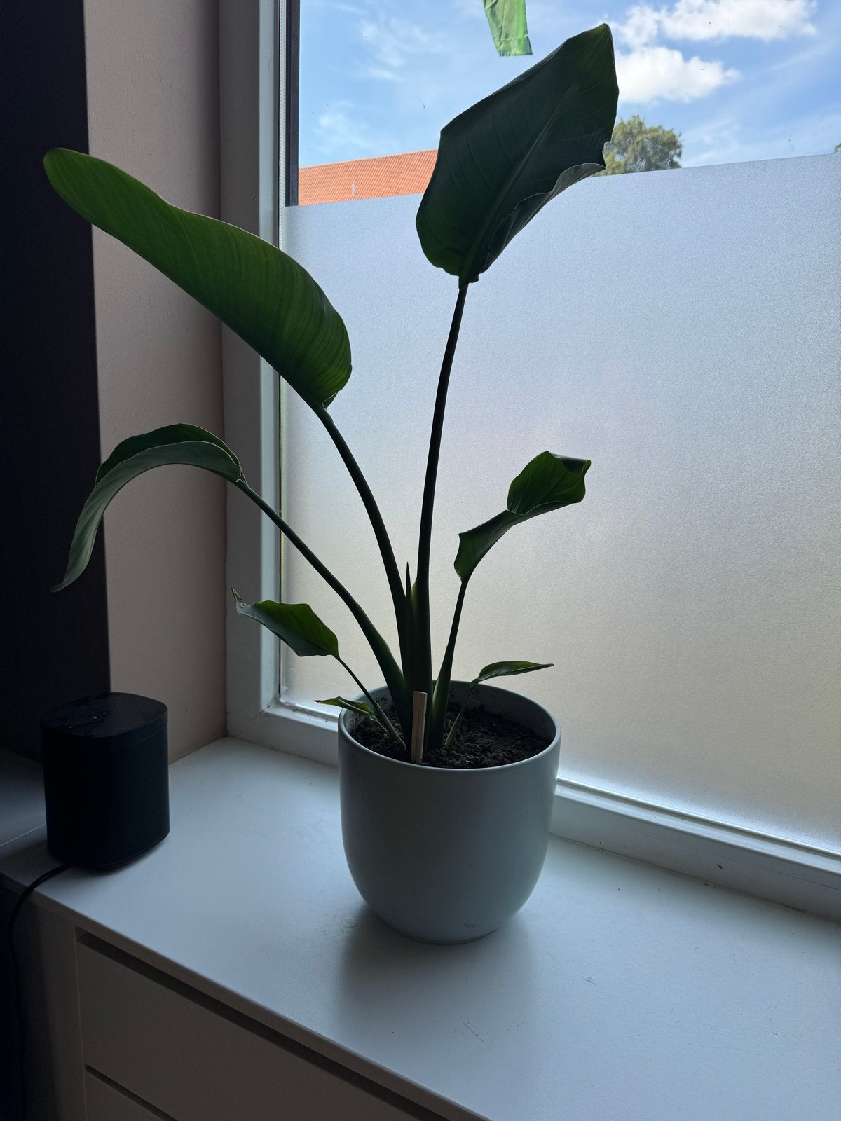 Strelitzia (Paradijsvogelbloem) inclusief pot, Volle zon, Vaste plant, Zomer, Ophalen