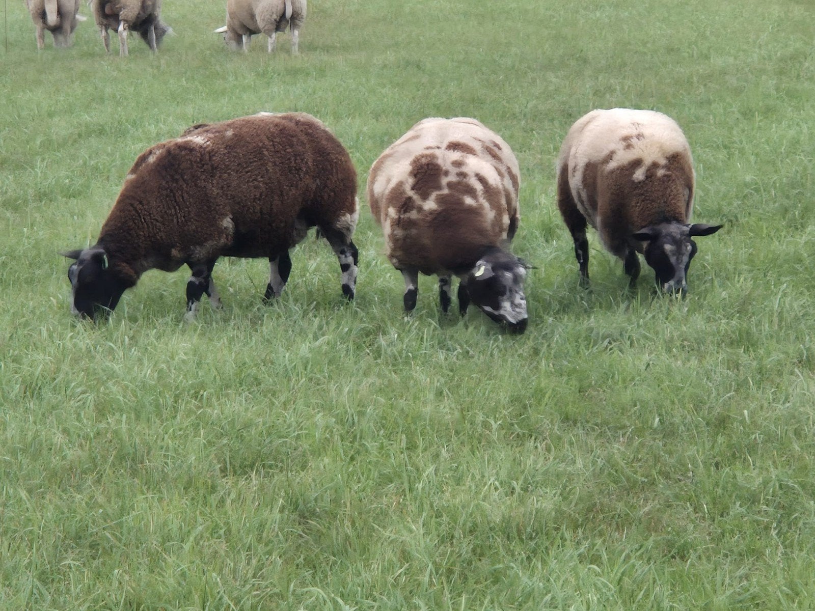 bonte fok ooien, Dieren en Toebehoren, Vrouwelijk, Schaap, 0 tot 2 jaar
