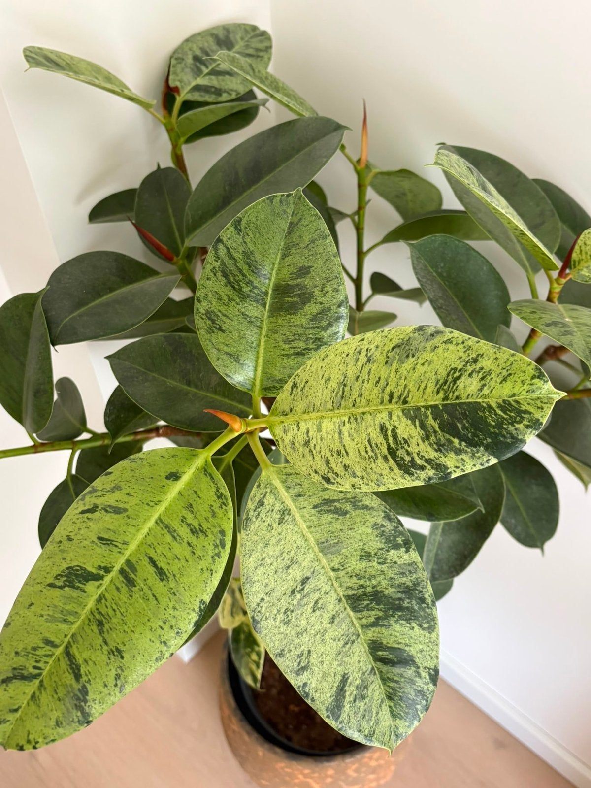 Mooie kamerplant + desginer pot van de Intratuin, Ophalen, Ficus, Halfschaduw, In pot