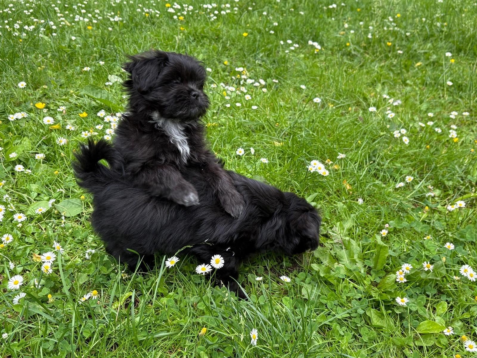 Boompoo nog 1 teefje mag gelijk mee, Dieren en Toebehoren, Overige rassen, 8 tot 15 weken, Teef, Meerdere