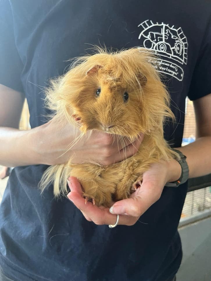 Lieve cavia’s, Cavia, Februari, Meerdere dieren, Tam