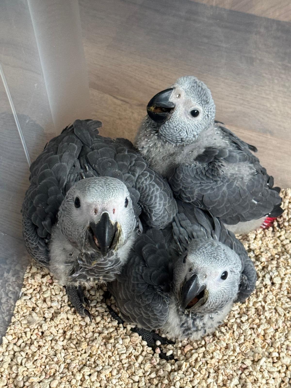 4 Jonge handtamme grijze roodstaart papegaaien, Meerdere dieren, Papegaai, Pratend