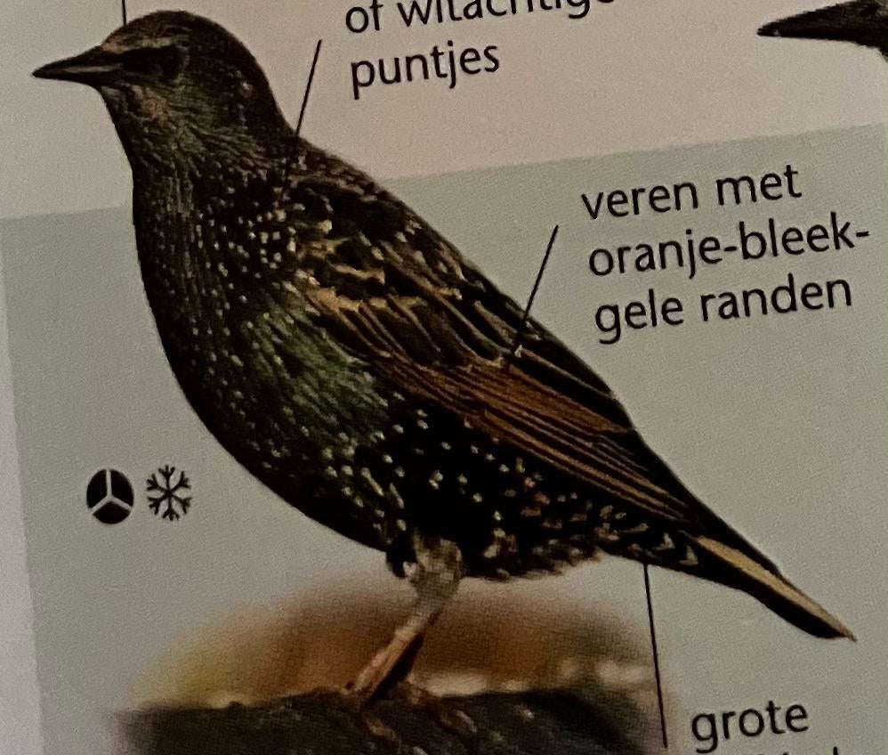 Europese Spreeuw man, Dieren en Toebehoren, Vogels | Overige Vogels, Meerdere dieren, Wildzangvogel, Geringd