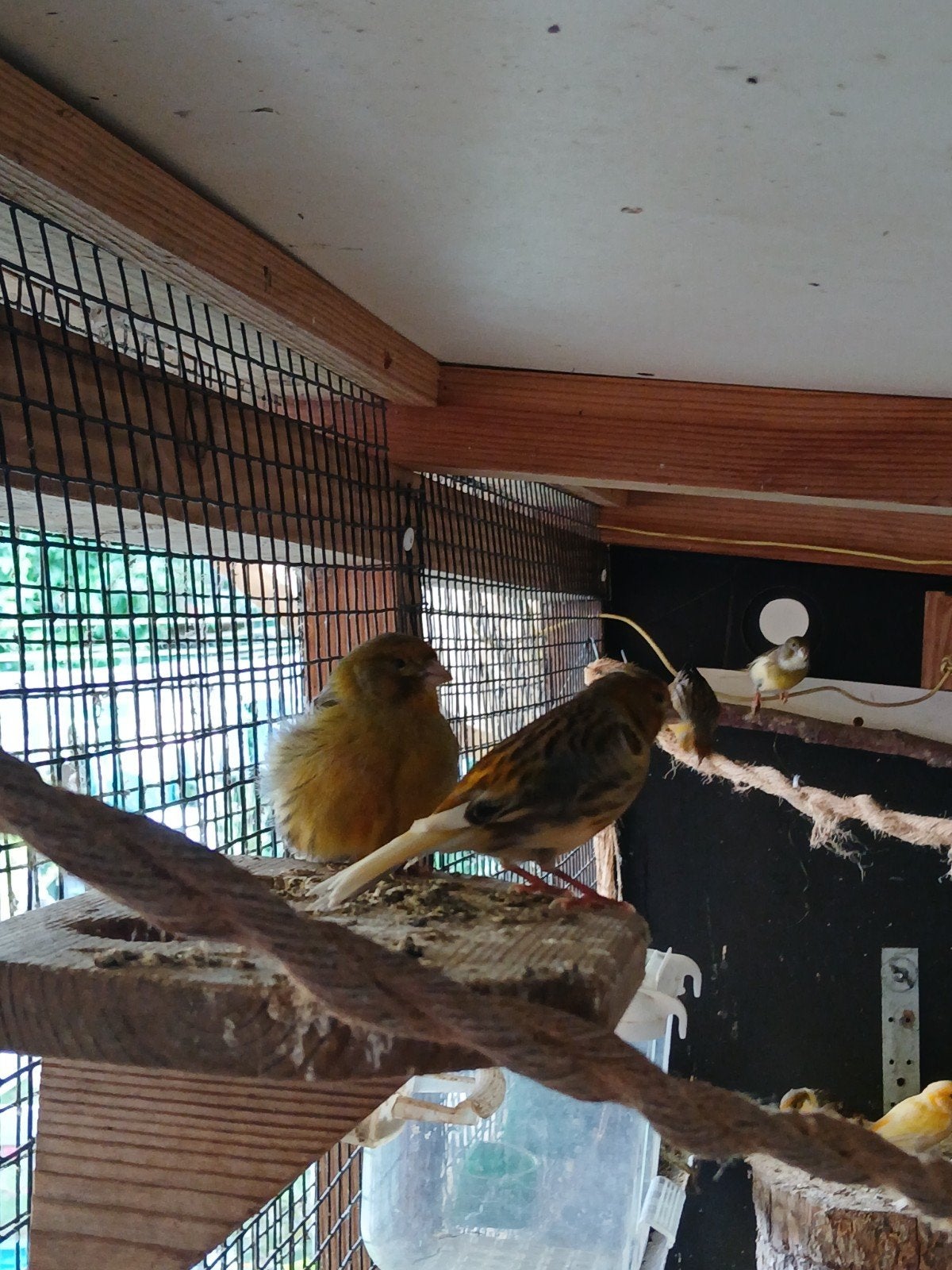 Bruine kanaries, Dieren en Toebehoren, Vogels | Kanaries, Geslacht onbekend, Kleurkanarie