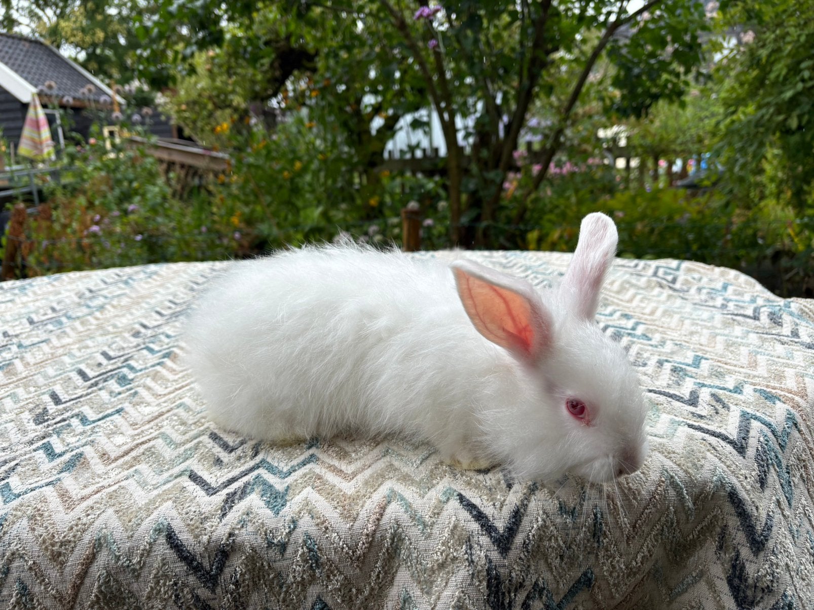 Satinangora konijn ram geboren 11 juni, Dieren en Toebehoren, Konijnen, Mannelijk, Middelgroot