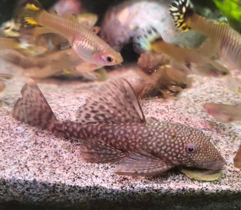 Algeneter te koop, Vis, Zoetwatervis