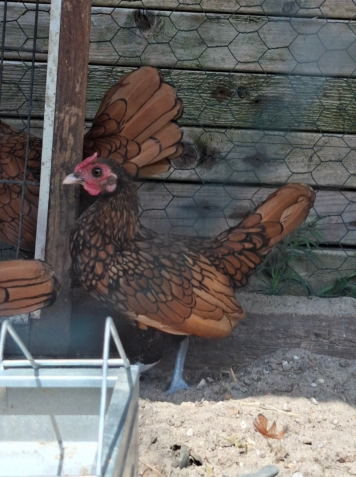 sebrihgt haantje, Dieren en Toebehoren, Mannelijk, Kip