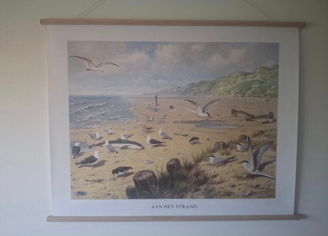Vintage schoolplaat 'Aan het strand' - Natuur & Biologie, Ophalen of Verzenden, Natuur en Biologie