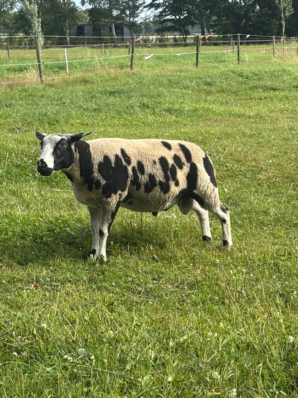 Overjarige zwart bonte dekram, Dieren en Toebehoren, Schapen, Geiten en Varkens, Mannelijk, Schaap