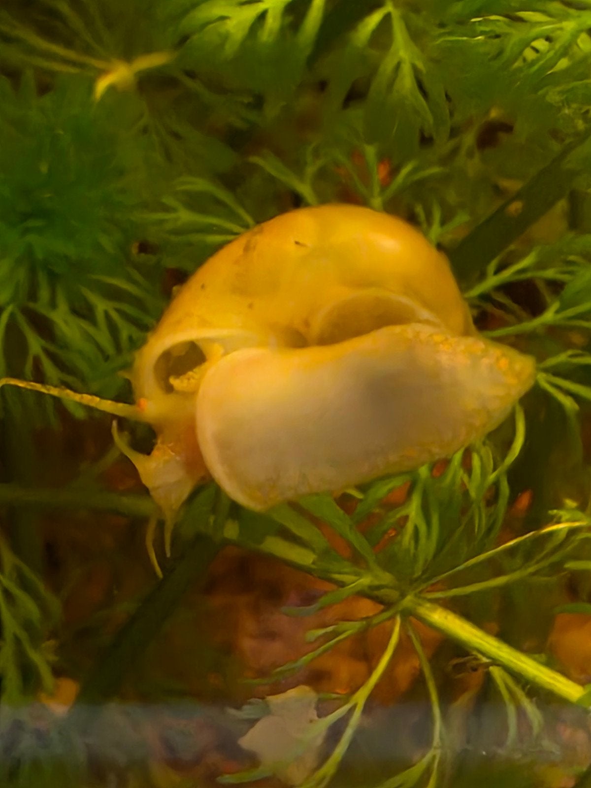 Jonge Appelslak geel, Dieren en Toebehoren, Vissen | Aquariumvissen, Slak of Weekdier, Zoetwatervis, Schoolvis