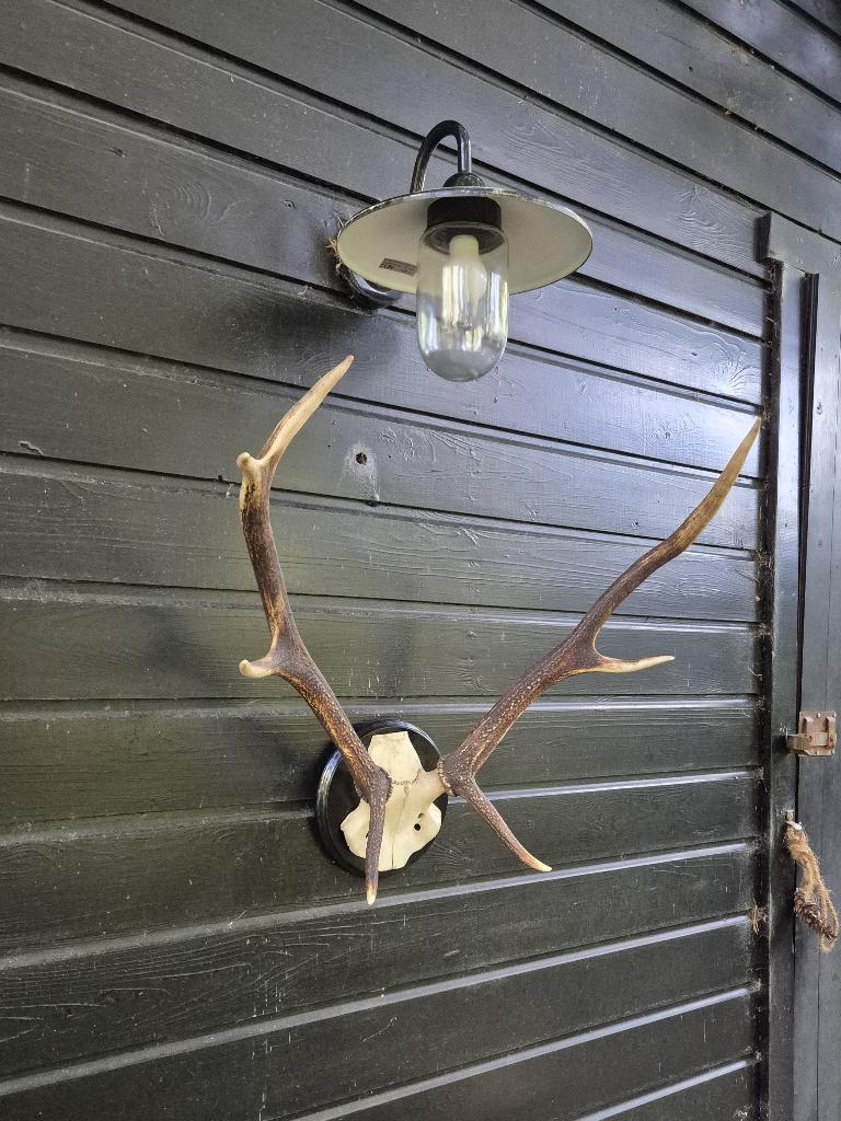 Mooi Edelhert gewei met kleine schedelkap overkapping, Ophalen, Zo goed als nieuw, Hert, Gewei of Kop