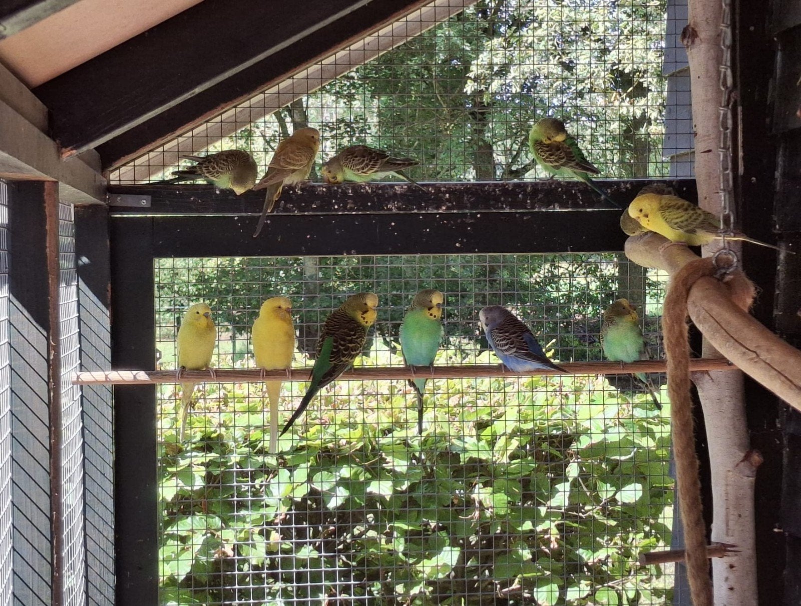 prachtige grasparkieten, Dieren en Toebehoren, Vogels | Kanaries, Meerdere dieren, Kleurkanarie