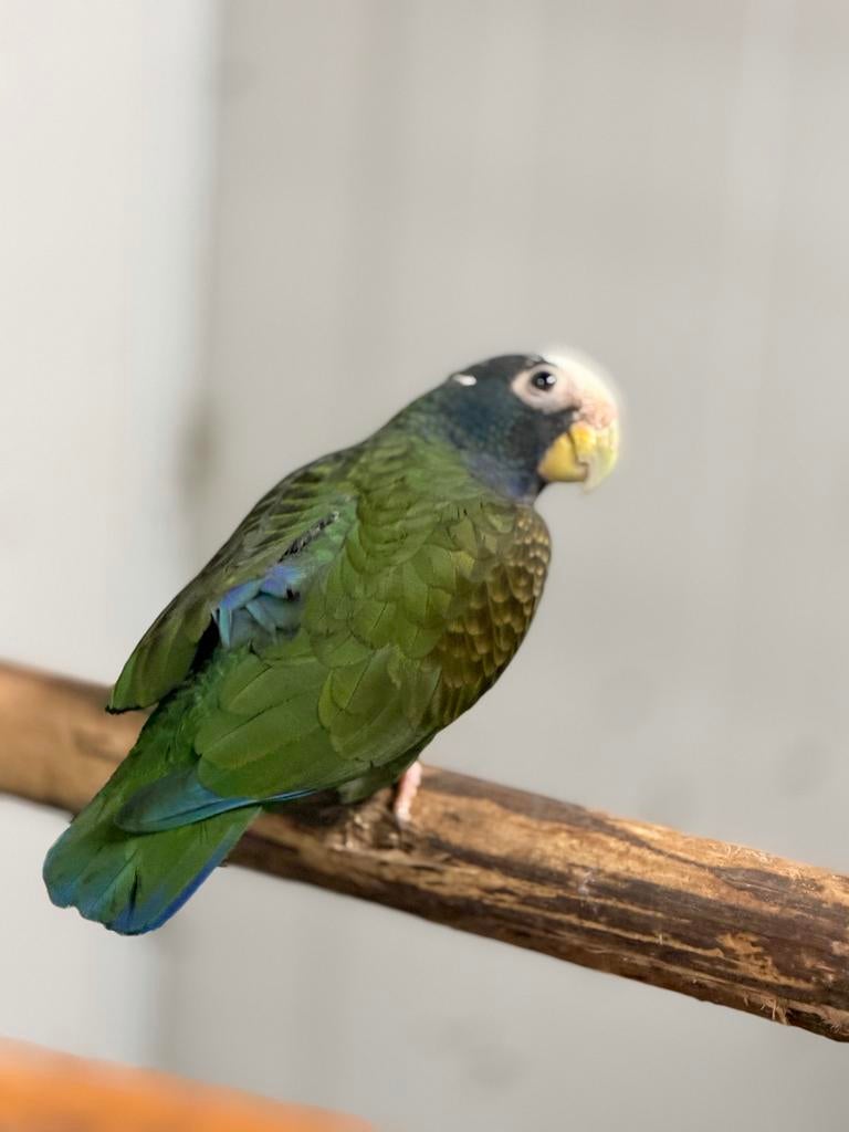 Mannelijke Witvoorhoofd Pionus 3 jaar, Mannelijk, Papegaai, Geringd