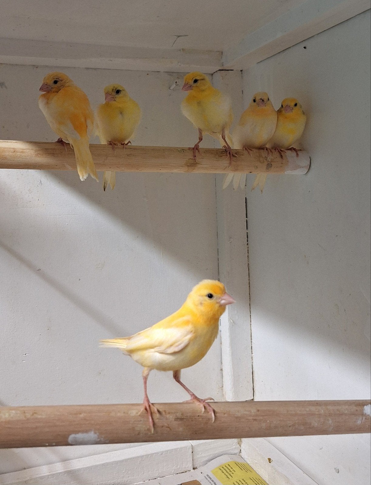 jonge gele kanaries, Dieren en Toebehoren, Vogels | Kanaries, Geslacht onbekend, Kleurkanarie