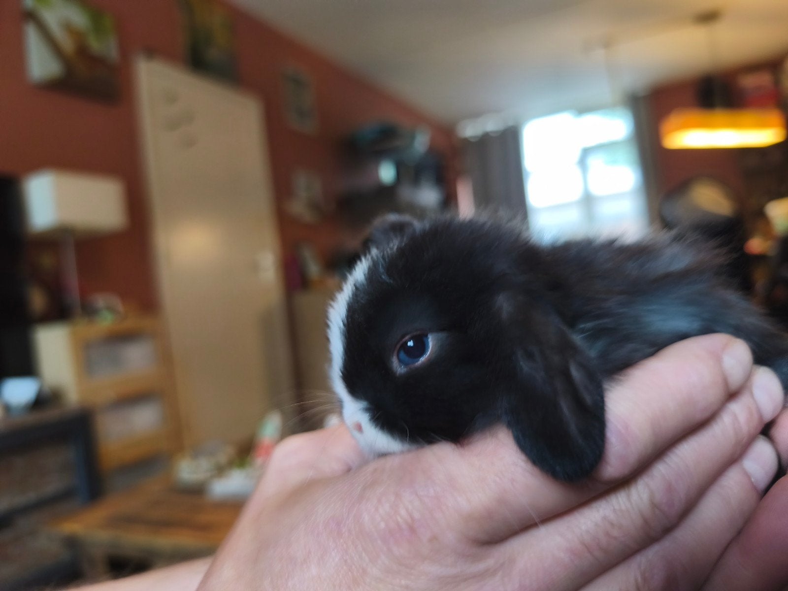 Nog 1 prachtig Raszuiver zwart bont minilop jonkie, Dieren en Toebehoren, Konijnen, Mannelijk, Dwerg, Hangoor, 0 tot 2 jaar