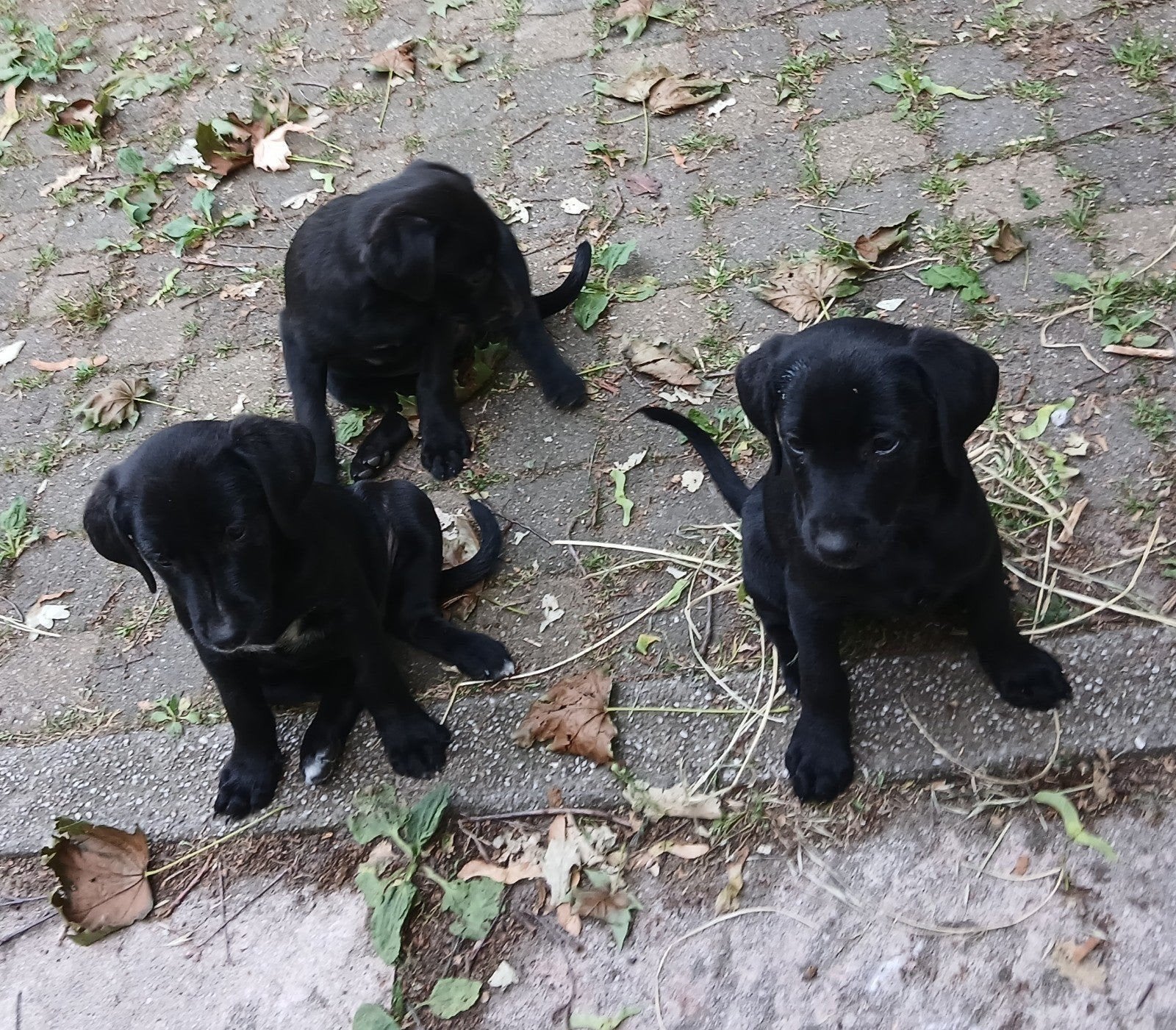 LabradorXboerenfox puppies teefjes., Dieren en Toebehoren, Honden | Niet-rashonden, 8 tot 15 weken, Teef, Parvo, Meerdere