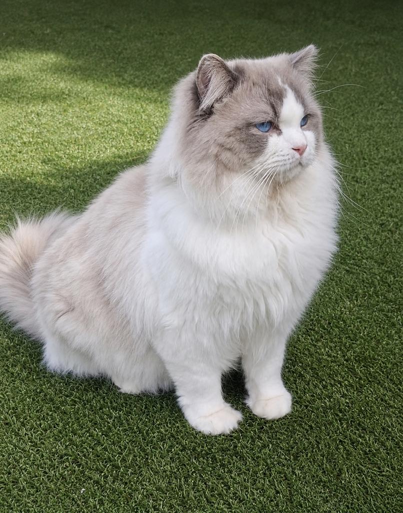 Ragdoll kittens verwacht, Meerdere dieren, Met stamboom