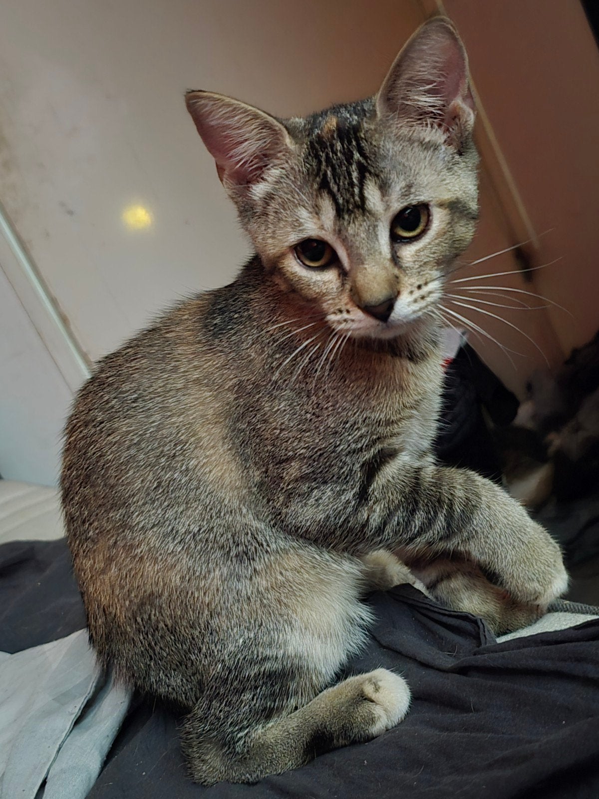 Kittens zoeken baasje, Dieren en Toebehoren, Katten en Kittens | Raskatten | Korthaar, Meerdere dieren, Ontwormd, 0 tot 2 jaar