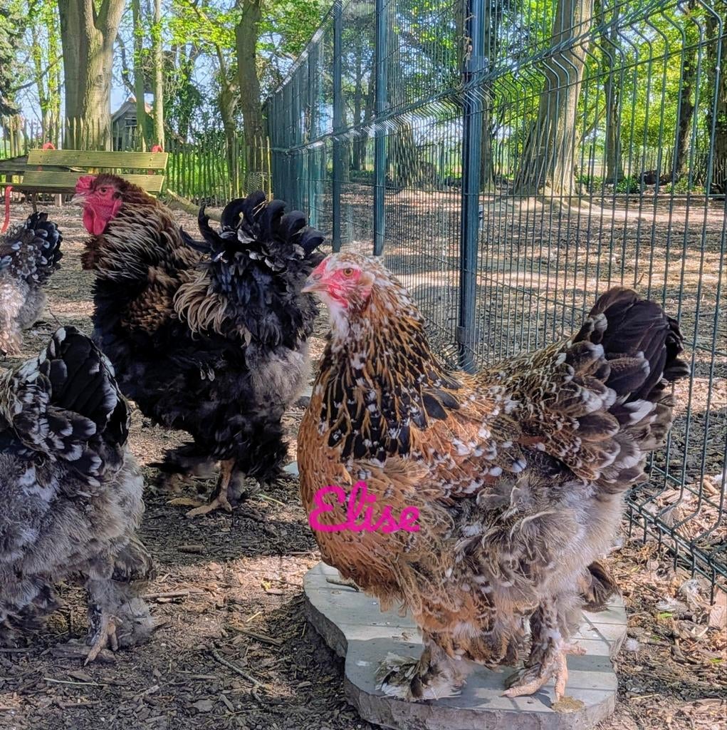 Broedeieren krul brahma groothoenders kippen krulveer, Kip