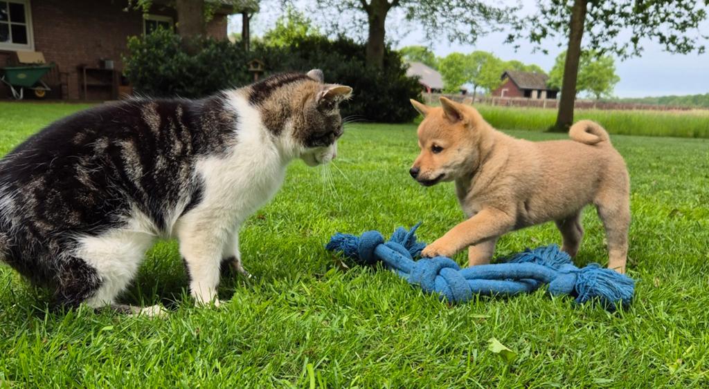 Shiba inu pups 8 weken (kwart pomeriaan), Nederland, Parvo, Reu, 8 tot 15 weken