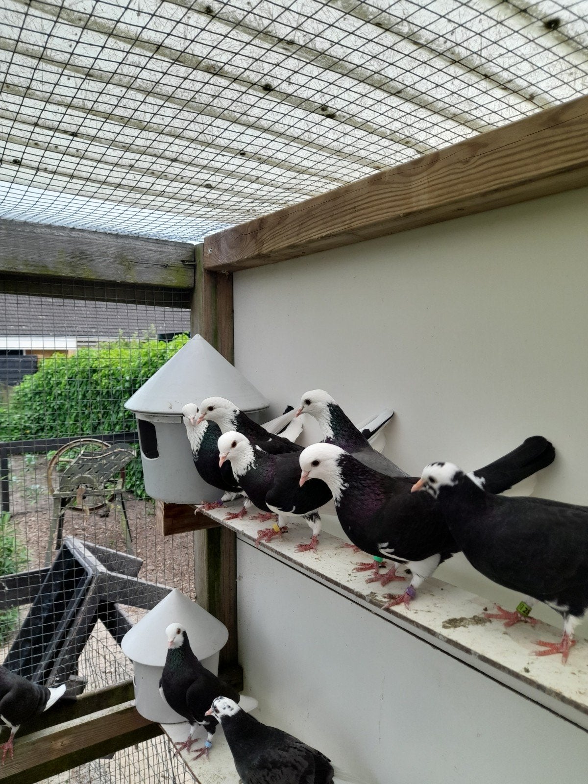 Birmingham rollers, Dieren en Toebehoren, Meerdere dieren