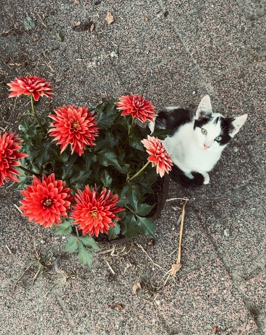 NOG 2 Super lieve mooie en MAKKE kittens te koop!🥰, Meerdere dieren, Kortharig, 0 tot 2 jaar