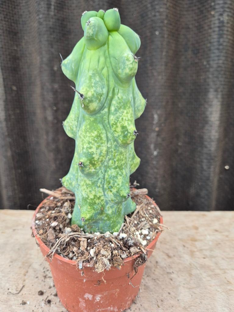 Cactus Myrtillocactus geometrizans Fukurokuryuzinboku Xl (7)