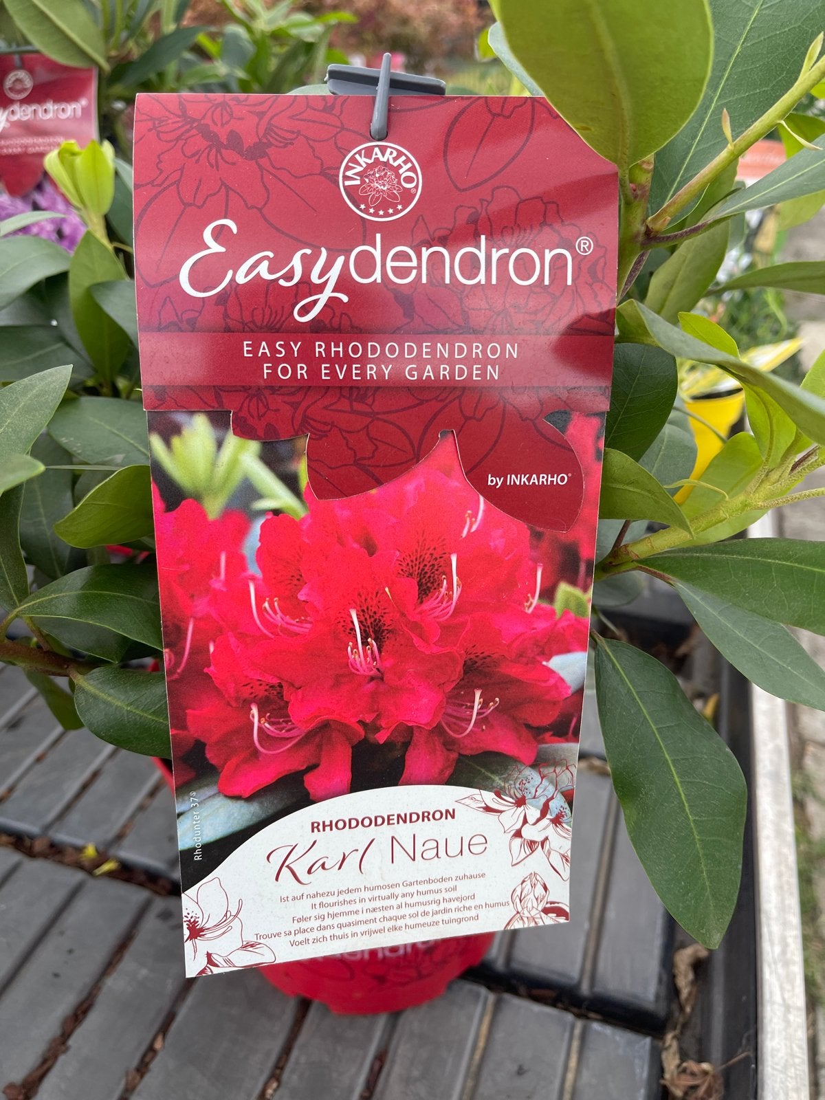 Rhododendron Karl Naue - Prachtige Rode Bloemen, Vaste plant, Halfschaduw, Lente, Ophalen