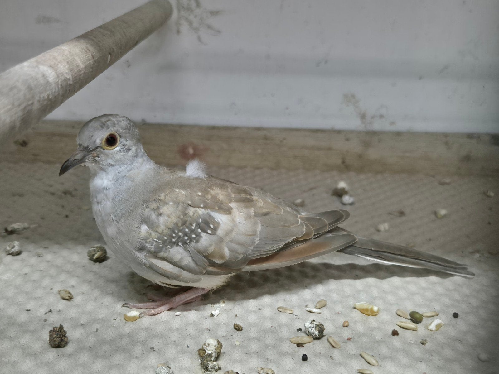 Jong diamantduifje, Dieren en Toebehoren, Geslacht onbekend
