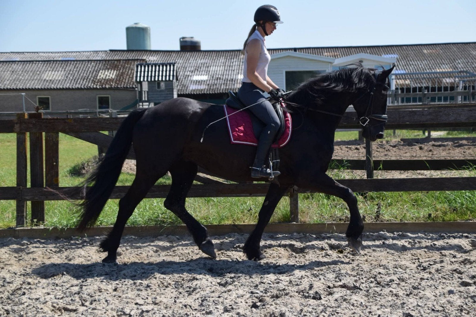 Wegens zwangerschap stoere 6jr barock pinto ruin € 6950,-, Dieren en Toebehoren, Ruin, Dressuurpaard, Met stamboom, B