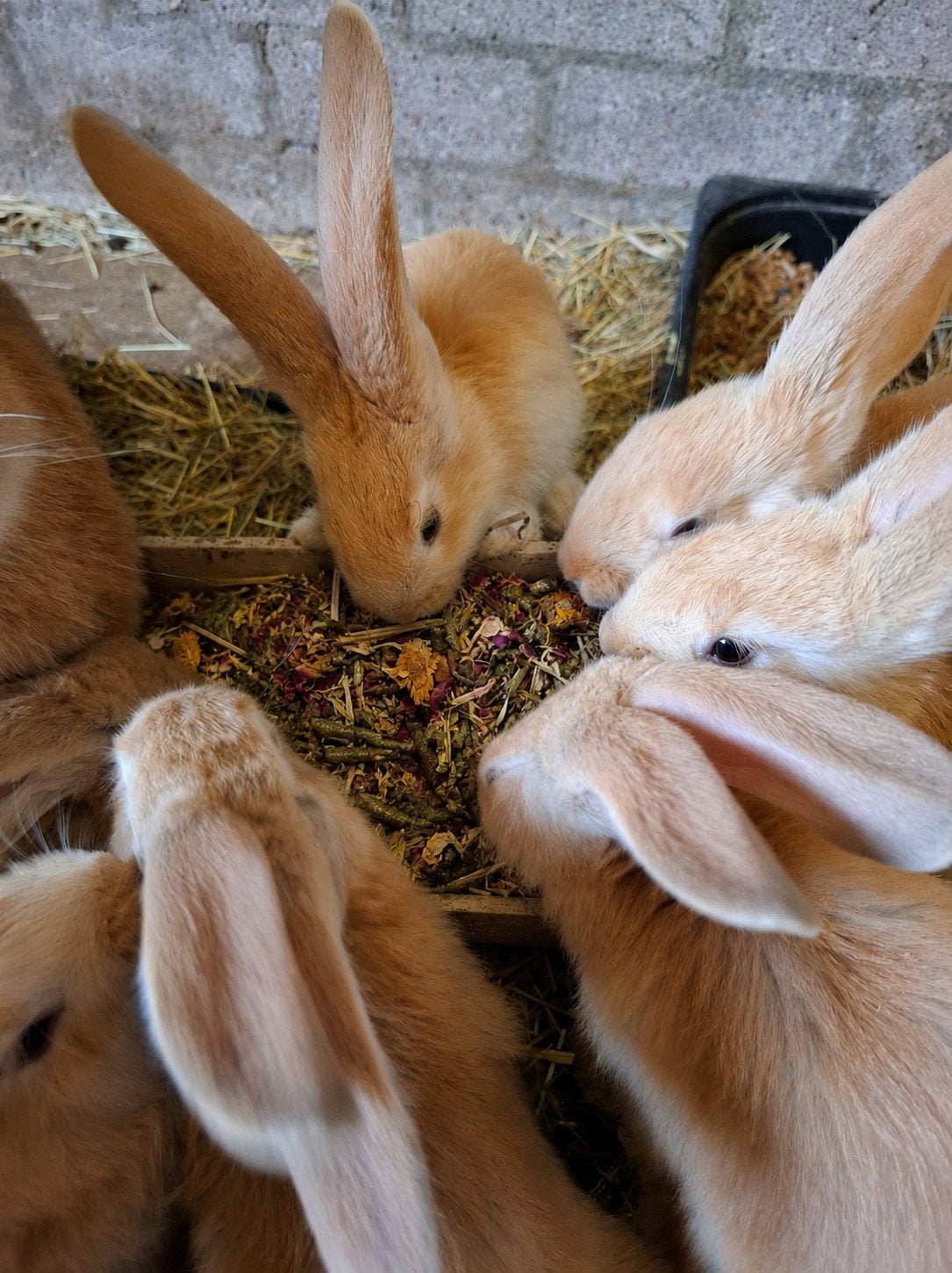 Super lieve en mooie Vlaamse reus kleintjes mogen verhuizen, Dieren en Toebehoren, Konijnen, Meerdere dieren, Groot, 0 tot 2 jaar