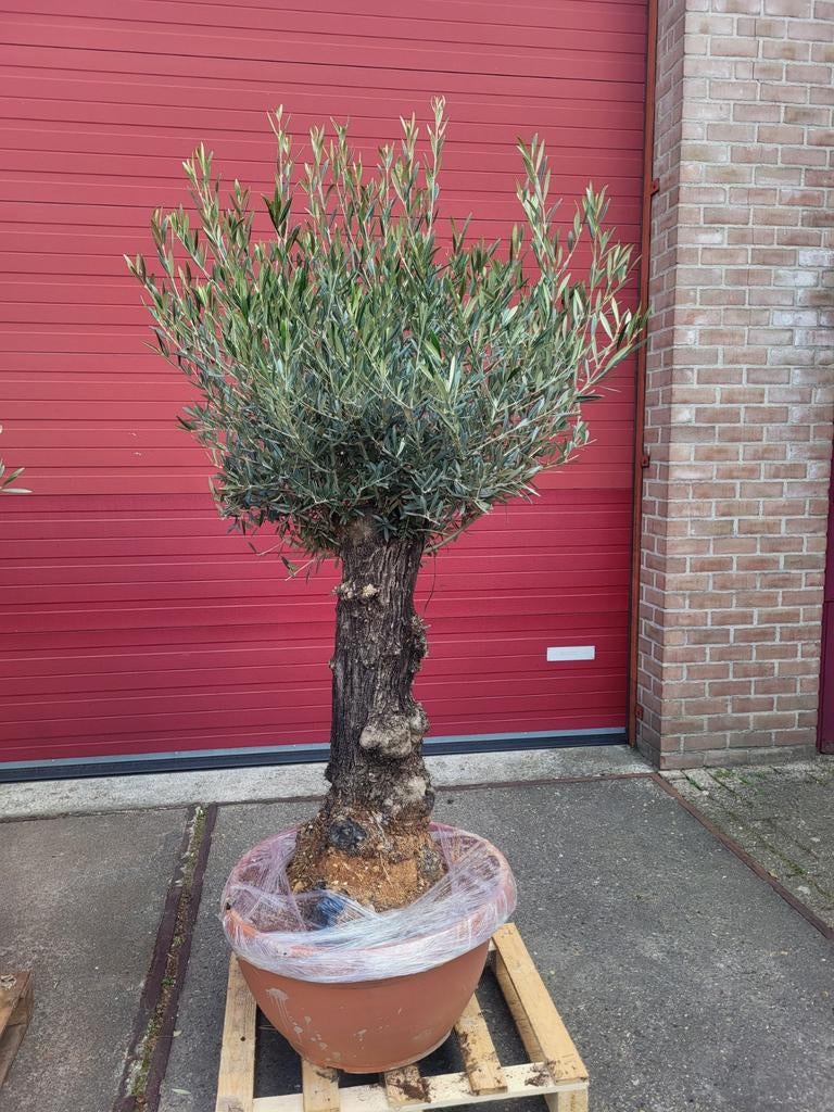 Zeer oude grillerige olijfbomen, Volle zon, Ophalen of Verzenden, 100 tot 250 cm, Olijfboom