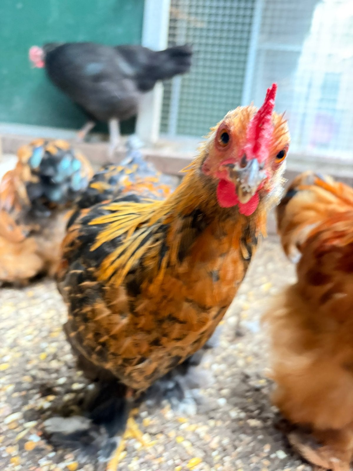 Jess, cochin kriel haan, Dieren en Toebehoren, Pluimvee, Mannelijk, Kip