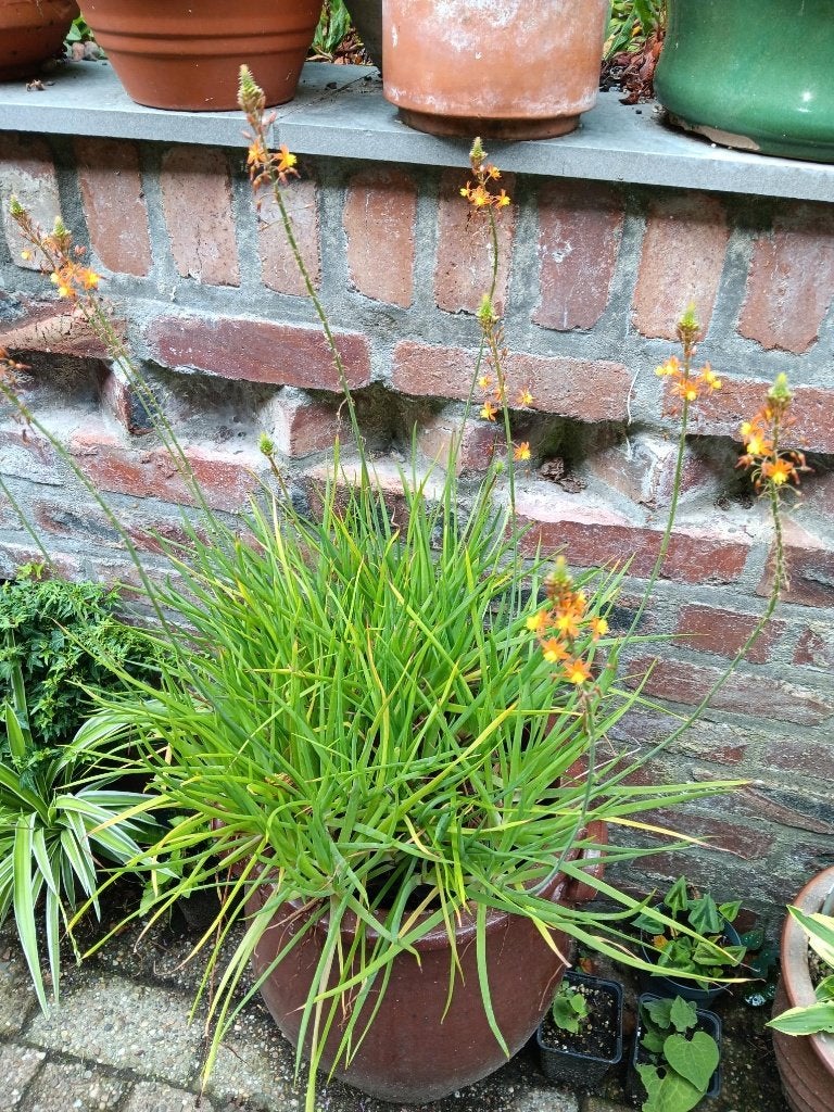 Bulbine, Volle zon, Vaste plant, Zomer, Ophalen