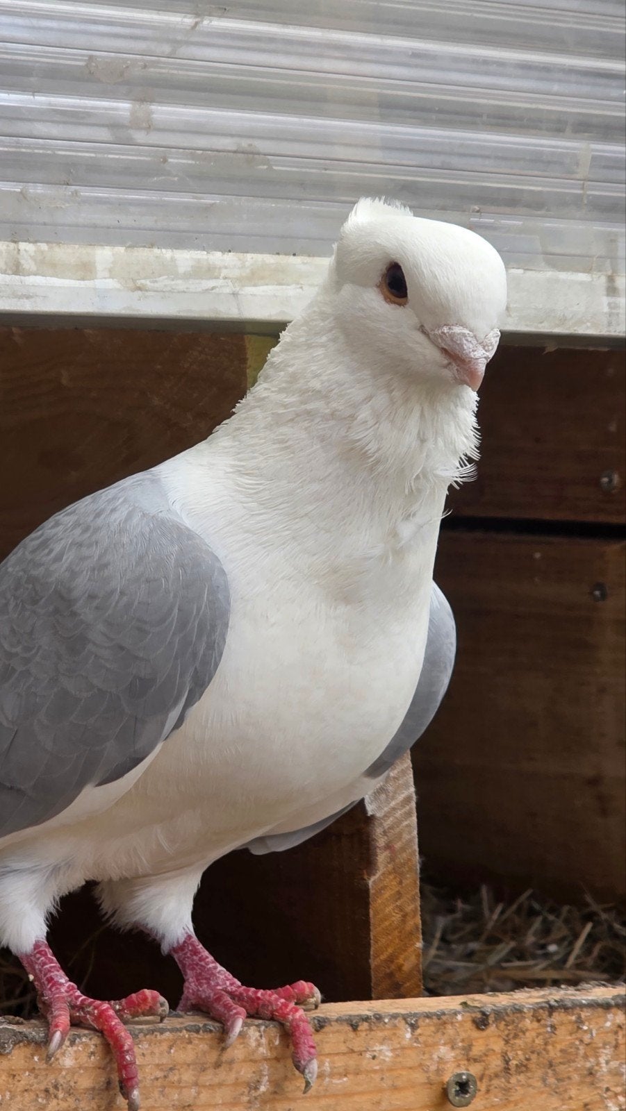 Duiver, Dieren en Toebehoren
