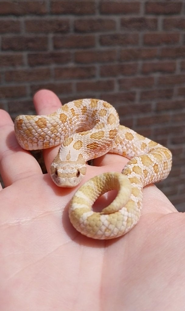 1.0 Heterodon nasicus, Slang, Tam, 0 tot 2 jaar