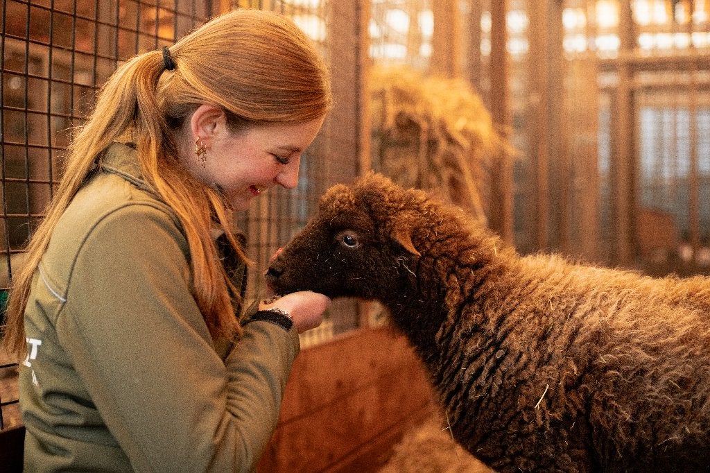 Quessant schapen | Kleine schapen | Deskundig advies, Vrouwelijk, Schaap