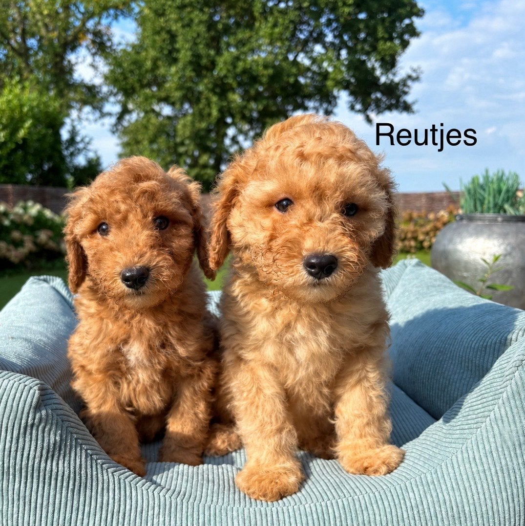 Labradoodle medium klein pups, Nederland, Overige rassen, 8 tot 15 weken, Meerdere