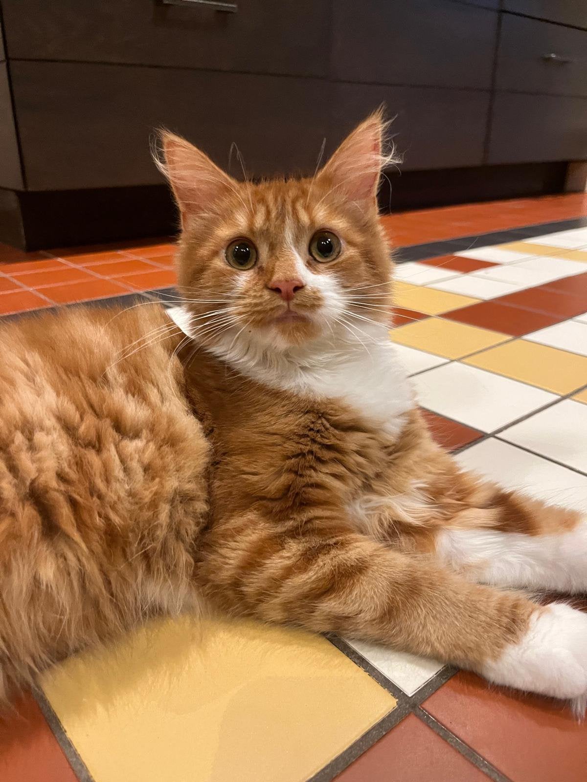 Maincoon poes xxl kitten, Dieren en Toebehoren, Poes, Ontwormd