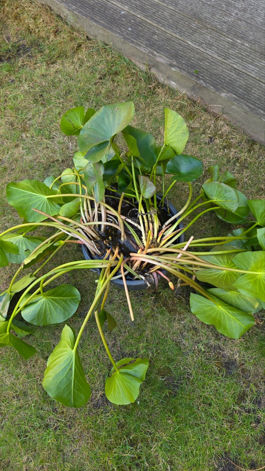 Witte Waterlelie (Nymphaea) voor vijver of waterpartij, Ophalen, Volle zon, Vaste plant, Zomer
