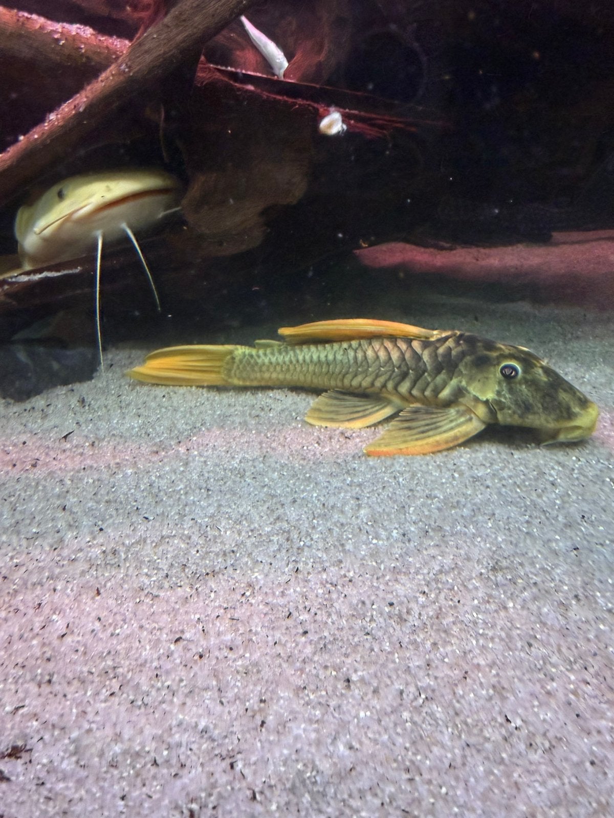Luteus phase 2 en phase 3, Dieren en Toebehoren, Vissen | Aquariumvissen, Vis