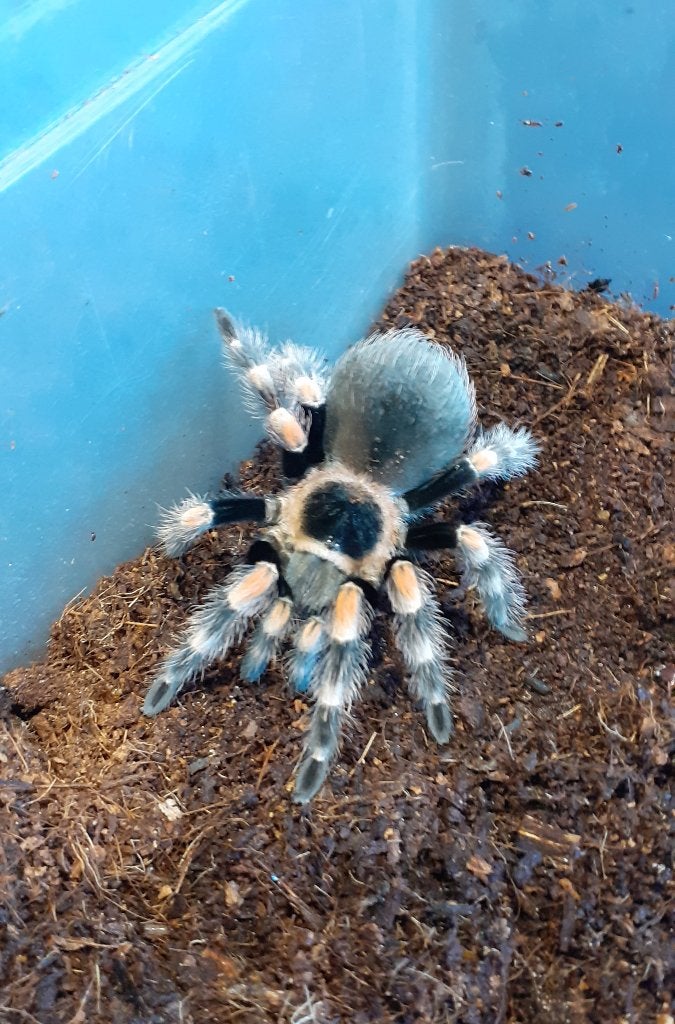 B. hamori, Mexikaanse roodknie vogelspin., Spin of Schorpioen