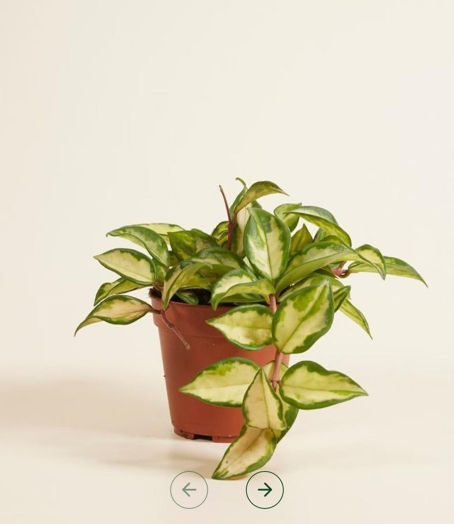 Hoya Carnosa Tricolor - Prachtige Wasbloem, Ophalen