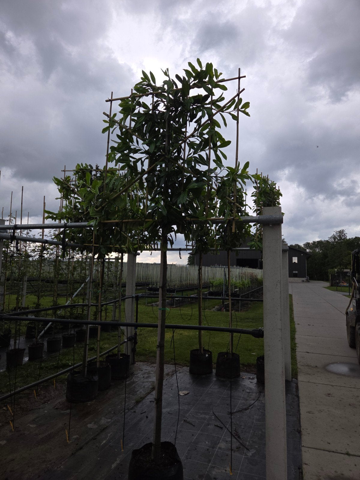 Leilaurier (Prunus Novita), Tuin en Terras, Ophalen, Halfschaduw
